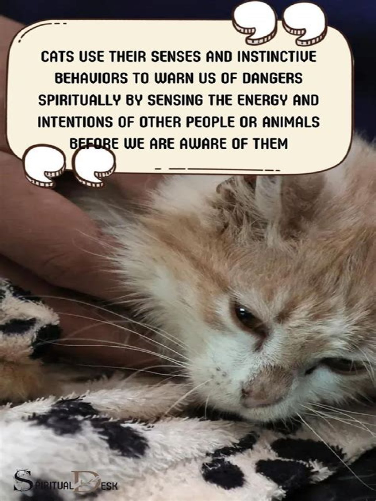 Can cats warn you of danger?