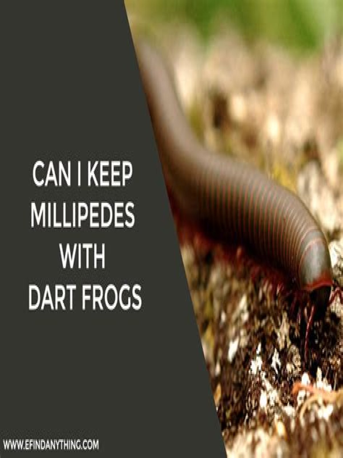 Can I keep millipedes with dart frogs?