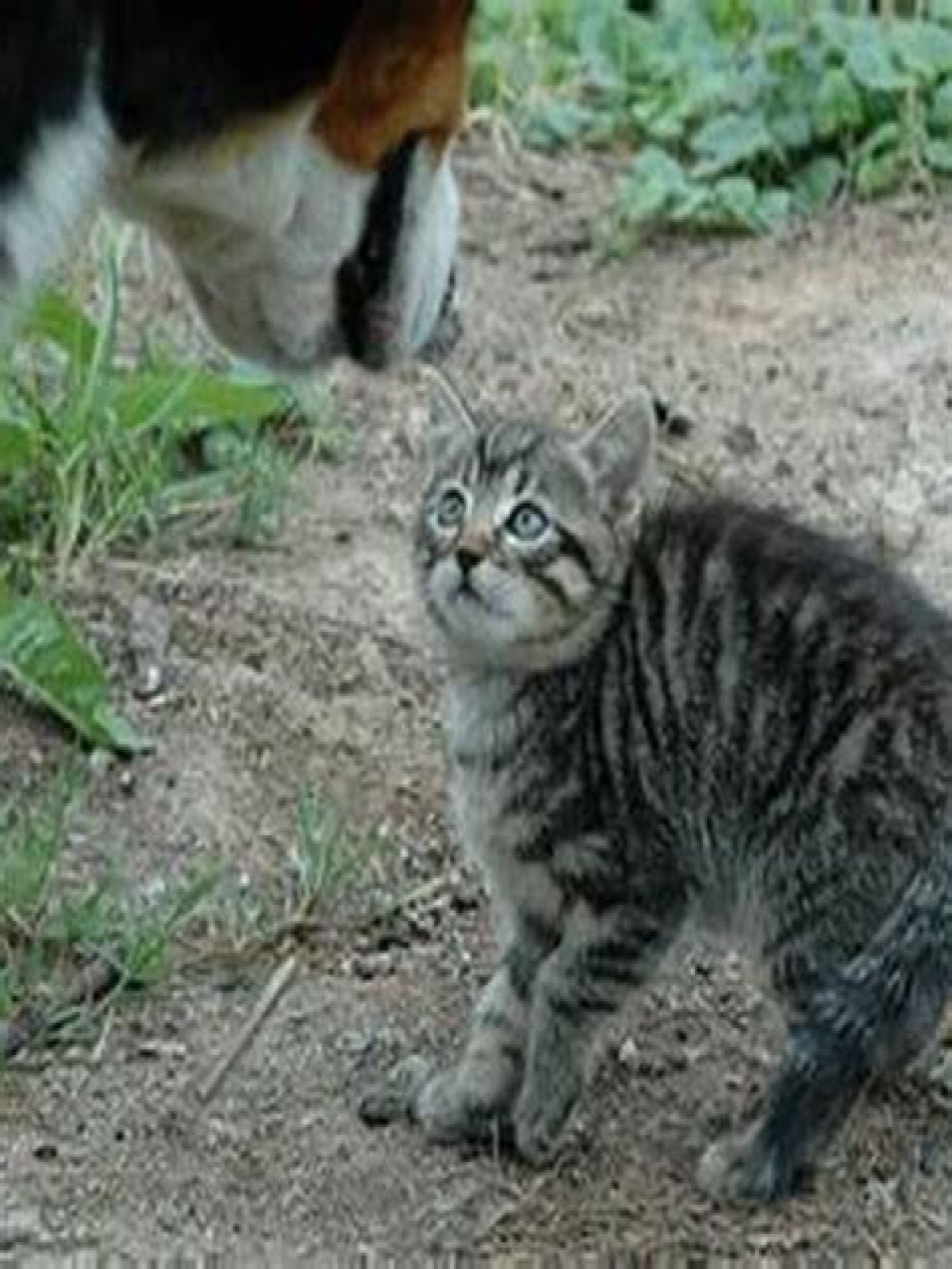 Do cats make your house dirty?