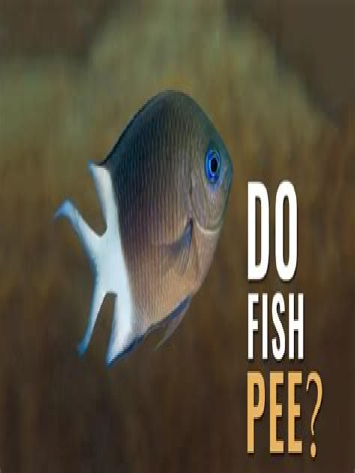 Do fishes pee?