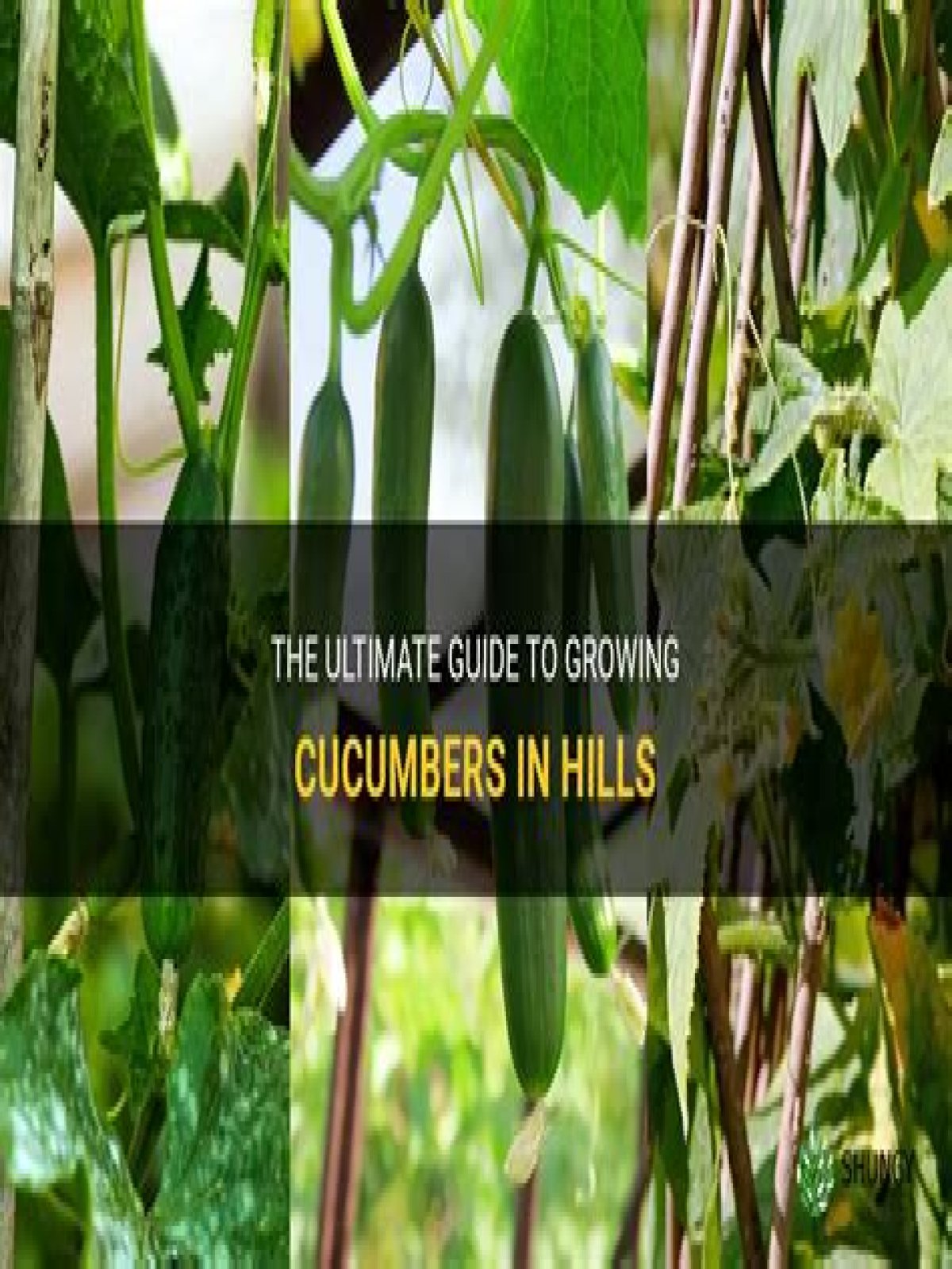 Do you plant cucumbers in hills or rows