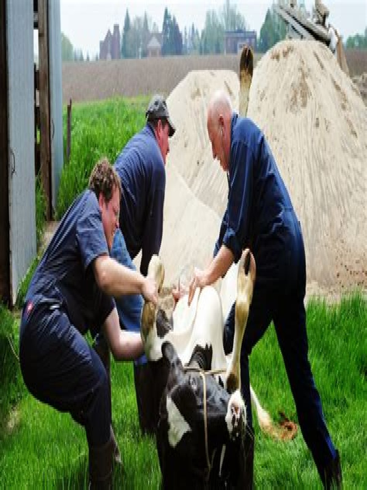 How Much Does Dr Pol Charge To Deliver A Calf