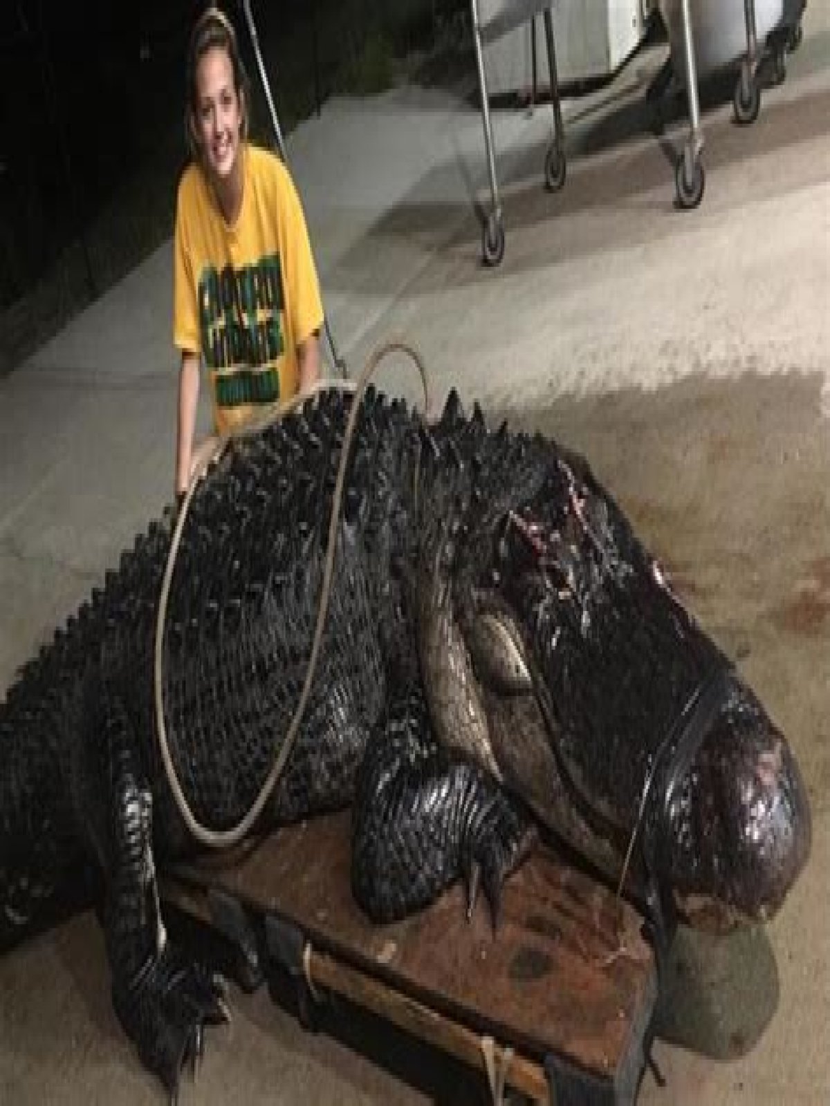 How Much Is A 12 Foot Alligator Worth?