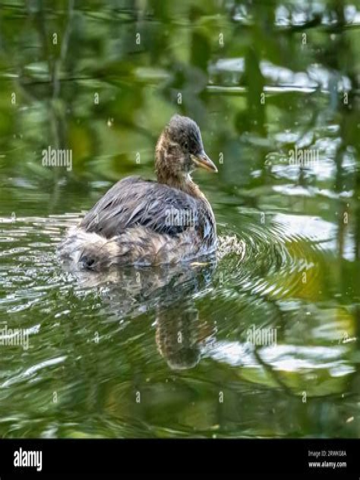 Is dabchick a little grebe?
