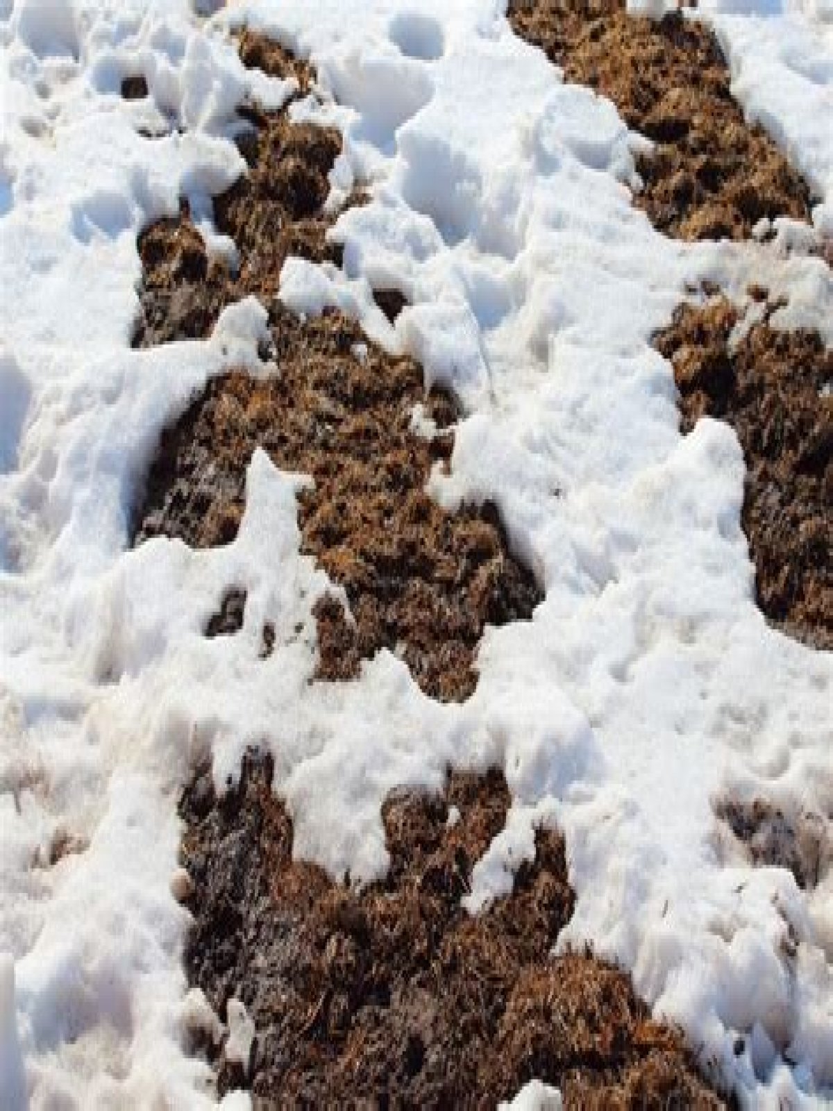 Is snow good fertilizer?