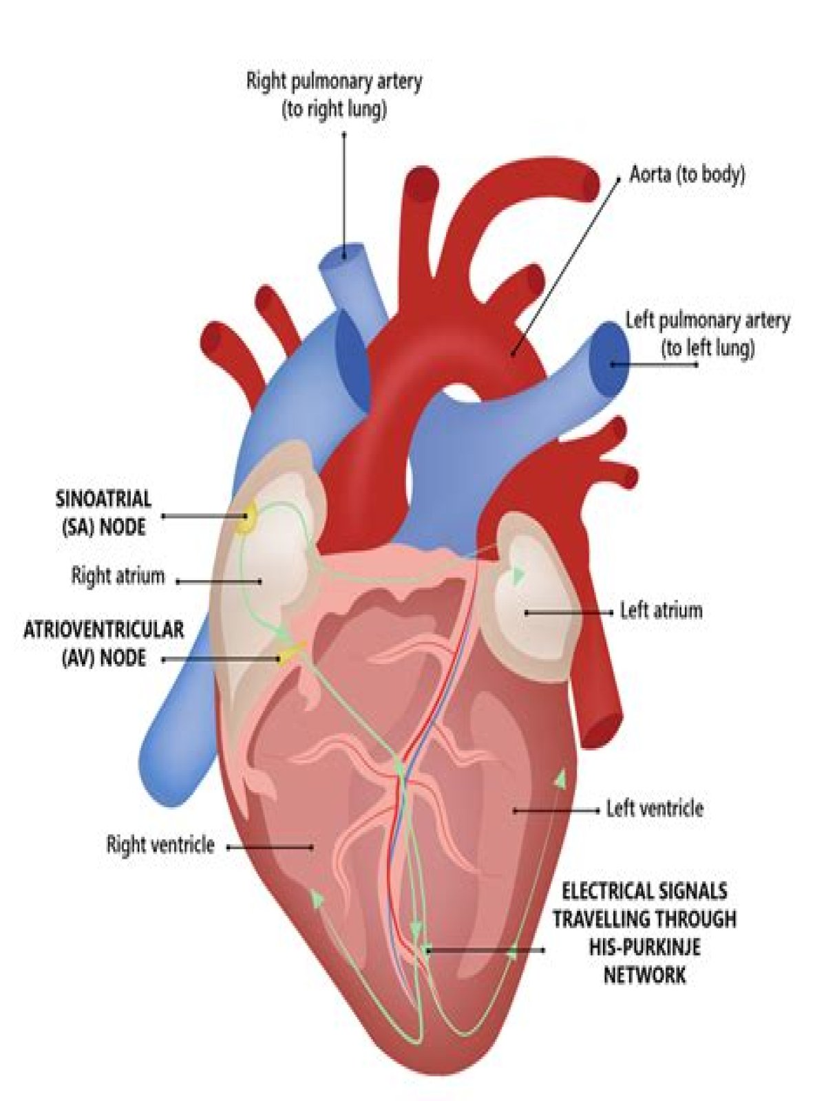 M&S | Heart