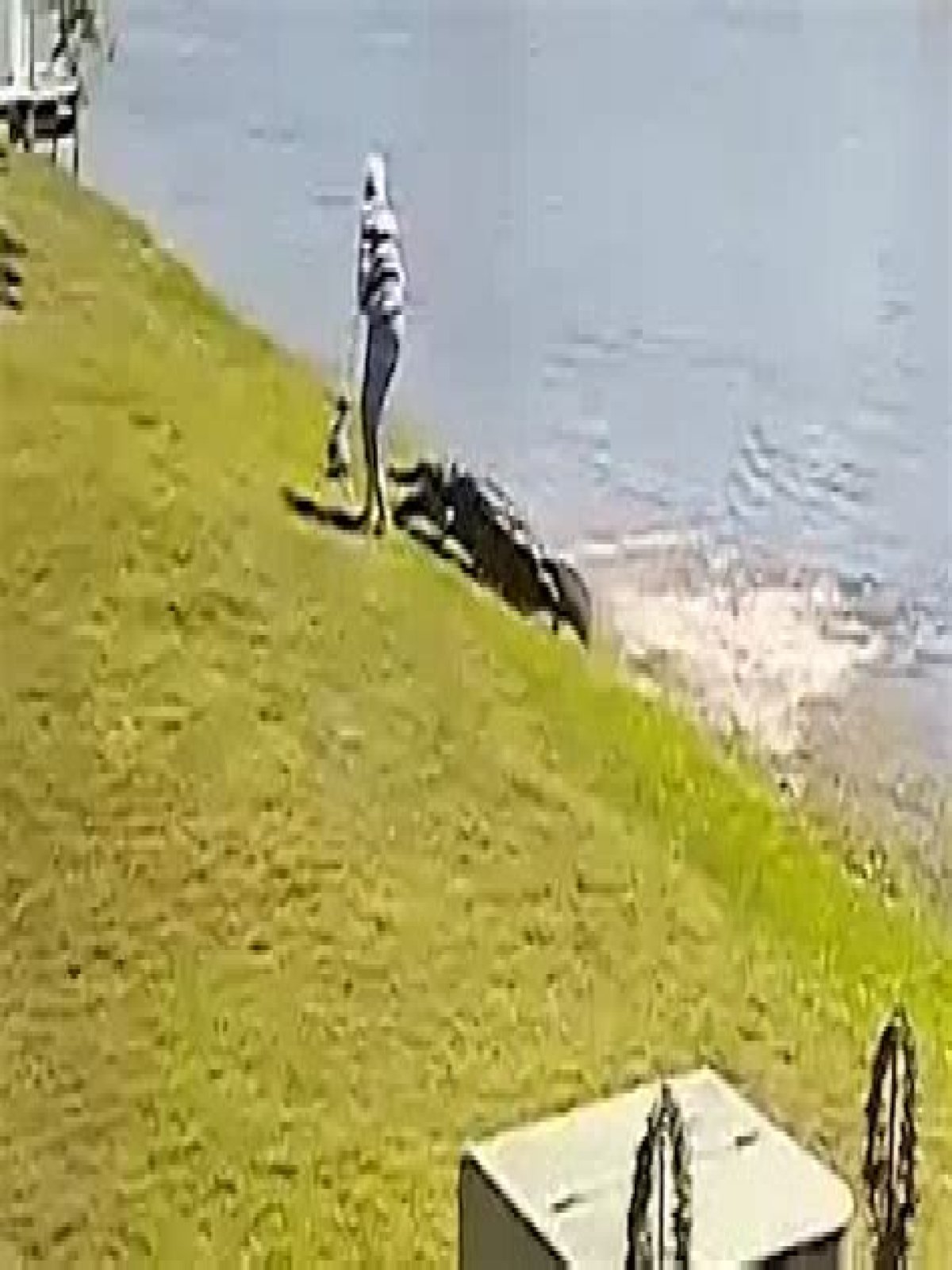 
                              New Graphic Video of Man Losing Arm in Alligator Attack
                    
                          Alligator Attack
                          Gator Armed to the Teeth ...
                          Brutal Attack Caught on Video
                      
        
        
          
                        
              
                
                                  3.3K
                              
            
            
              
                
              
            
          

                      5/22/2023 4:32 PM PT
                  
      