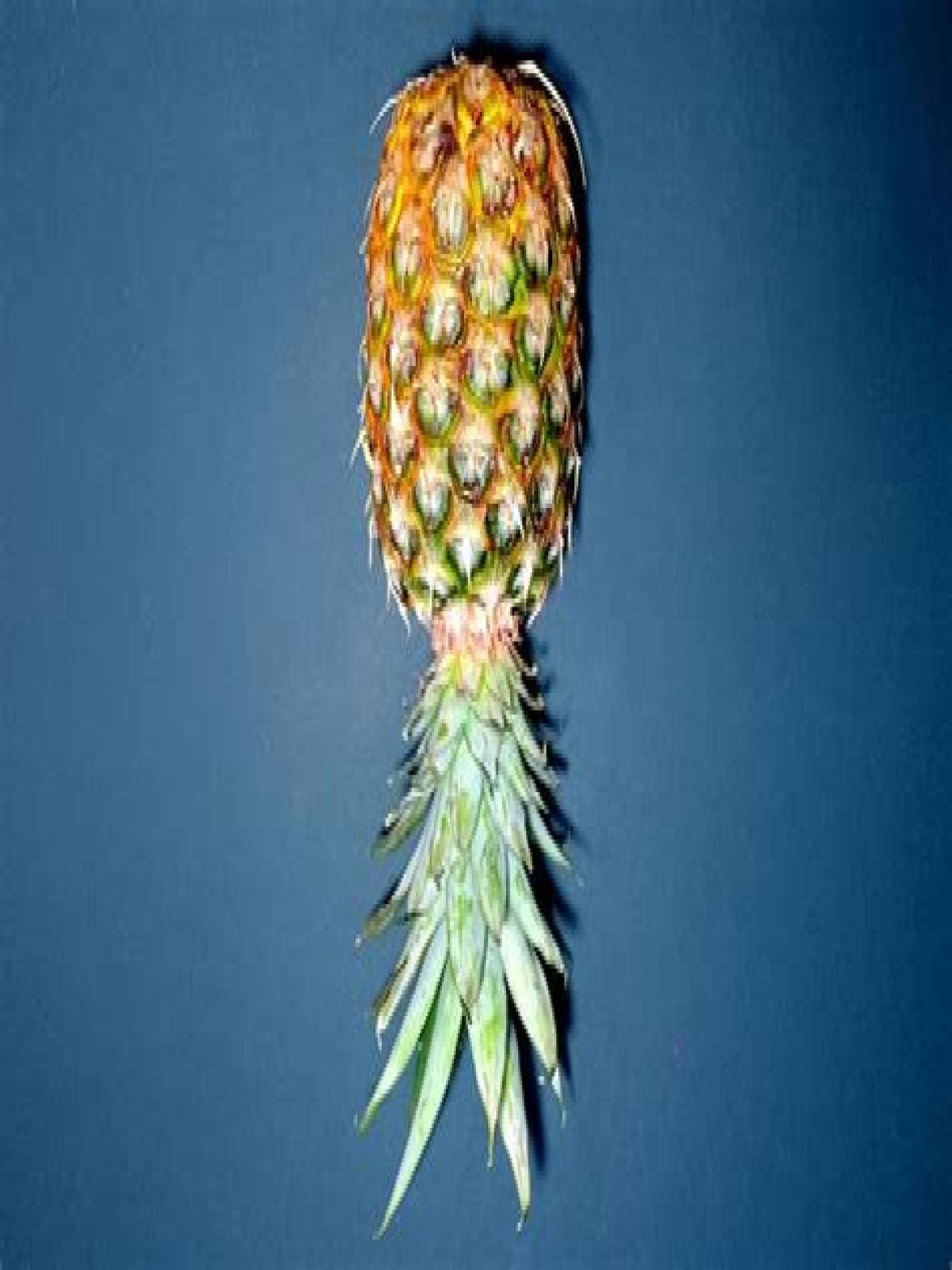 Quick Answer: What Does An Upside Down Pineapple Mean