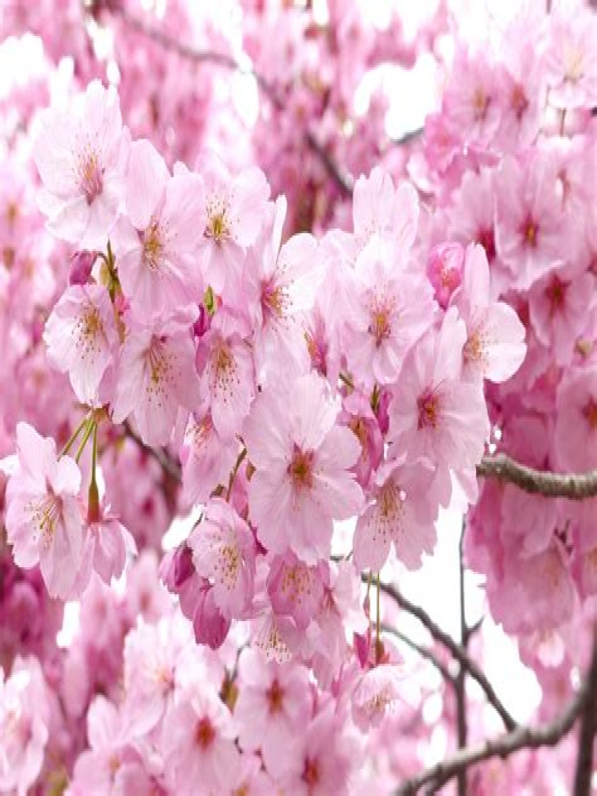 Small blossom