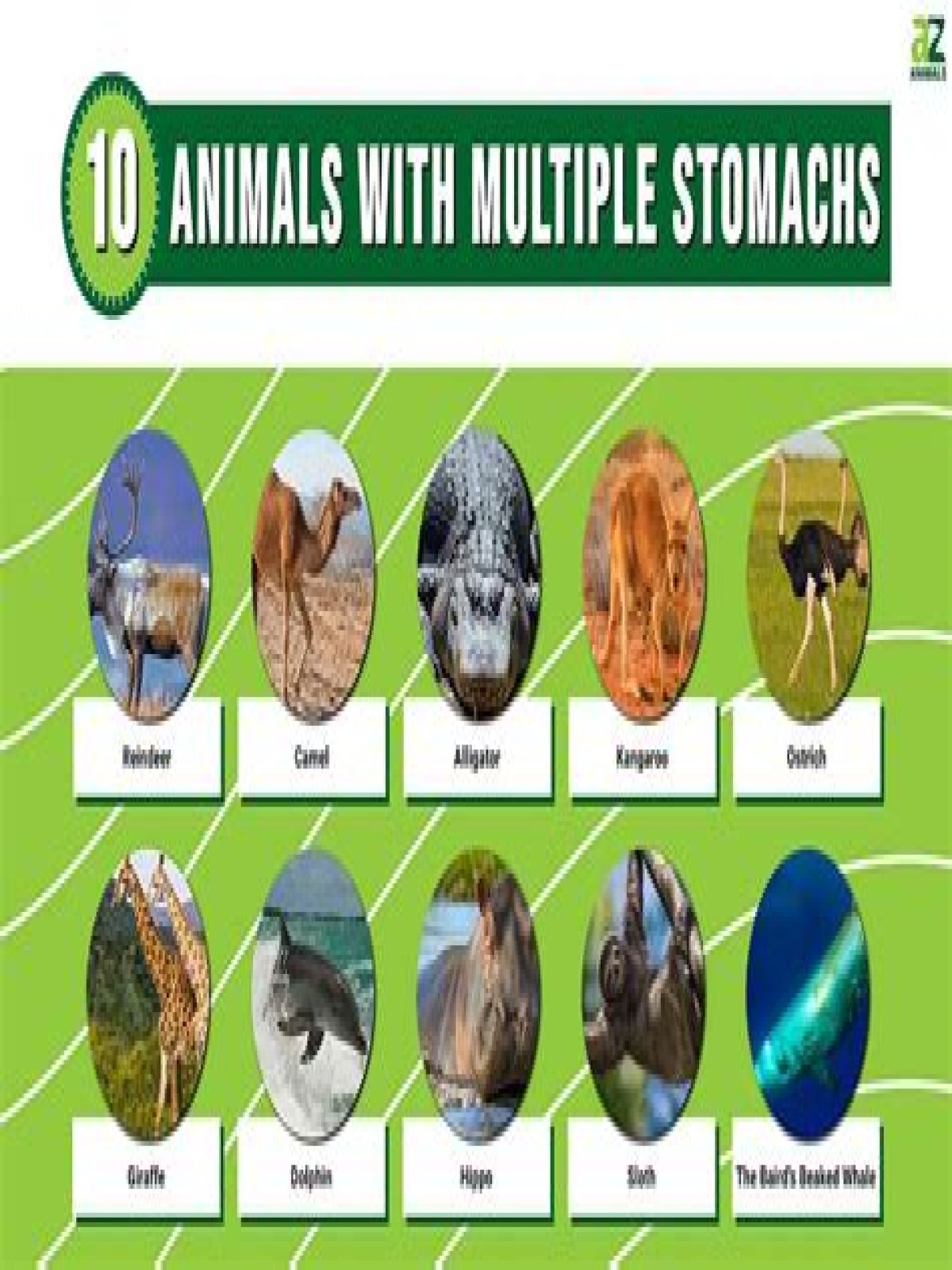 What Animal Has The Most Stomachs - What Animal Has 8 Stomachs - 10 Animals With Multiple Stomachs