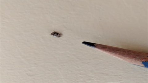 What are little black and white bugs