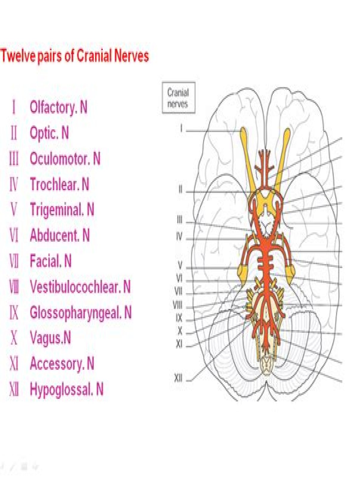 What are the first three cranial nerves
