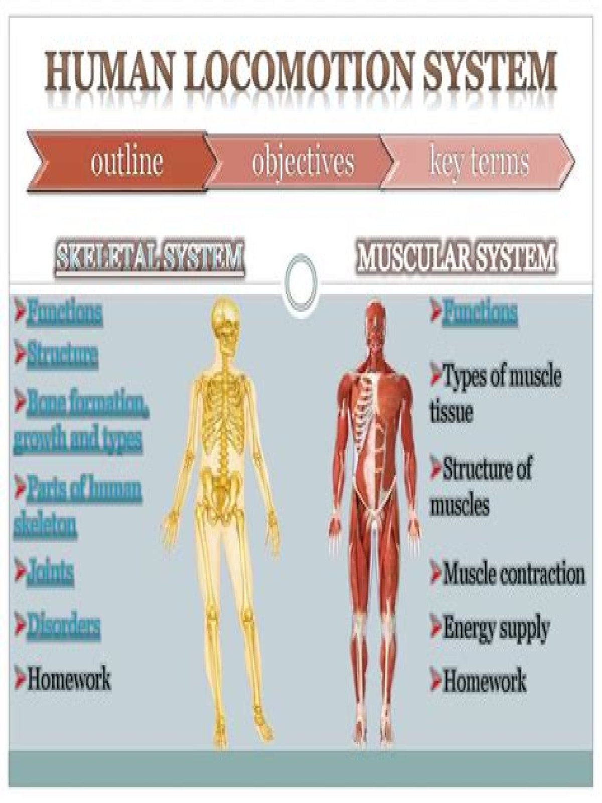 What is locomotion in the human body