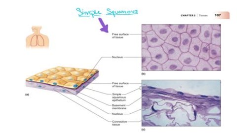 What is simple squamous