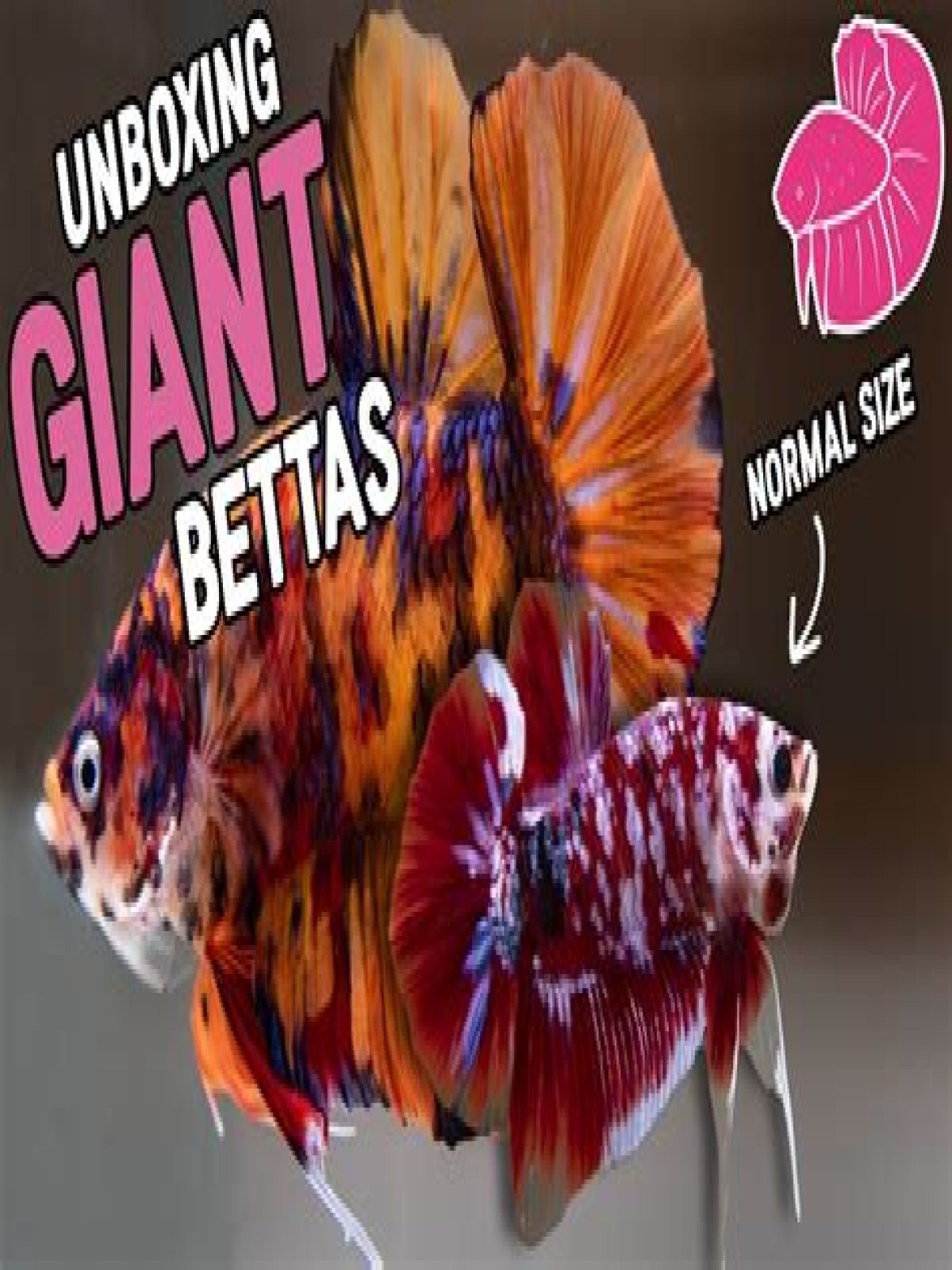 What is the largest breed of betta fish – Google Search