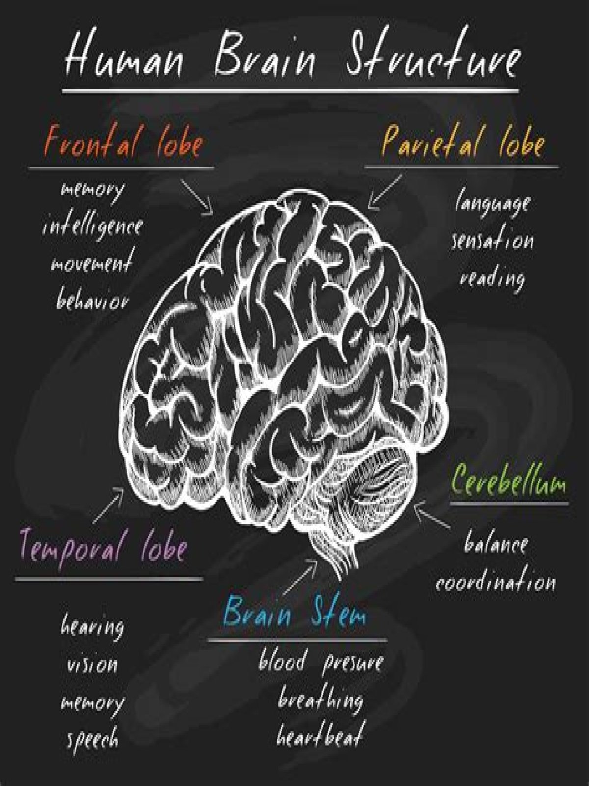 Which muscles does the brain control (unconsciousness)?