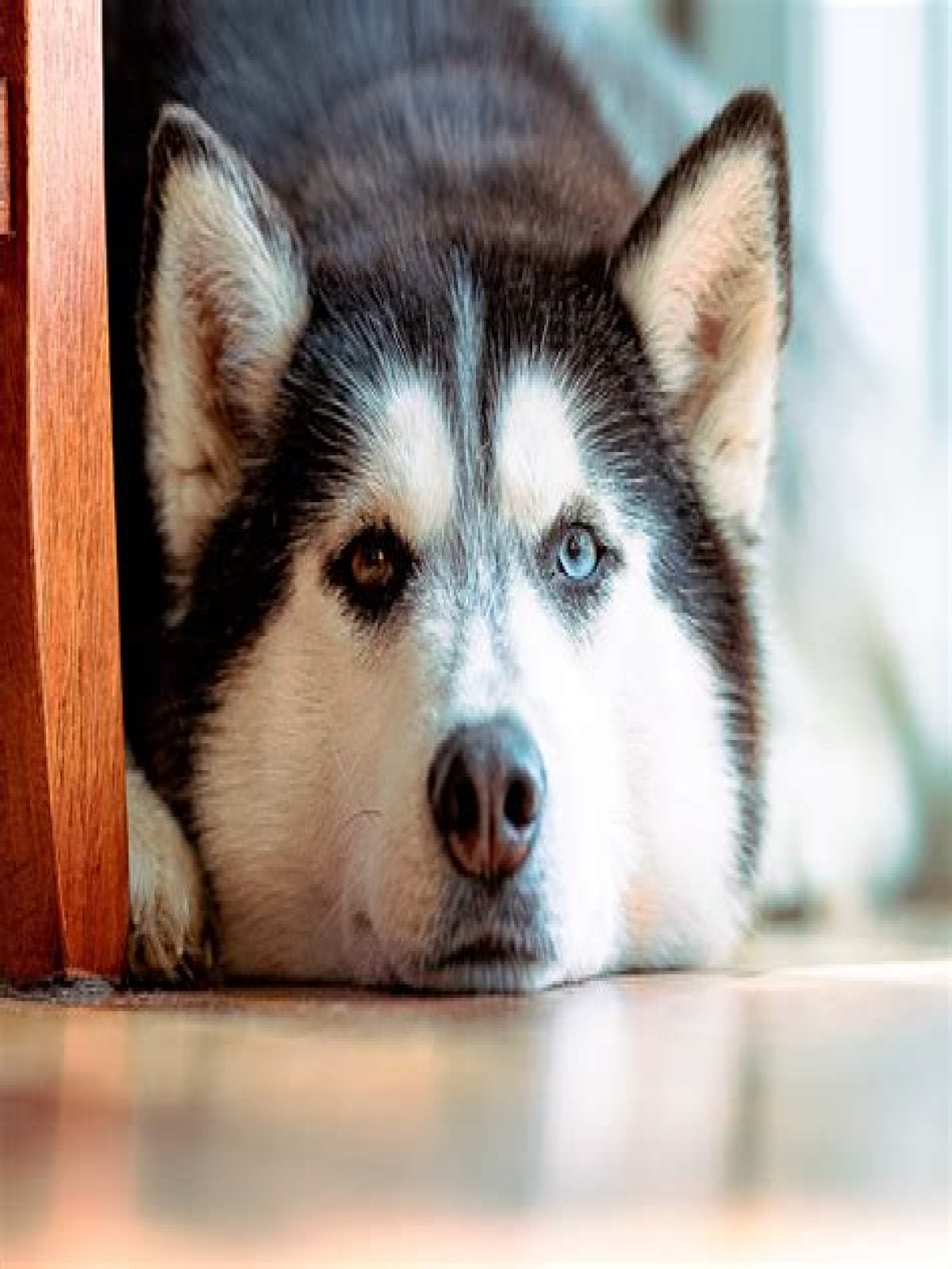 Why are dogs yappy?