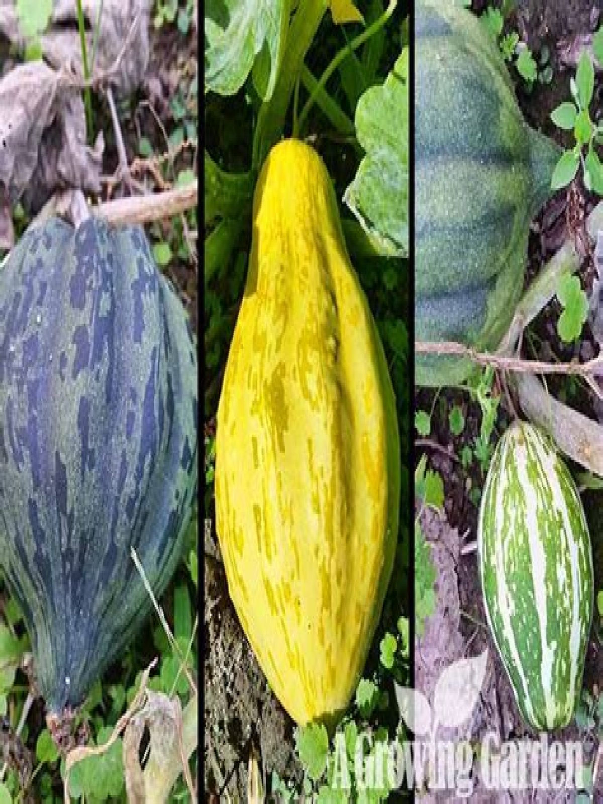 Will gourds cross pollinate with squash?